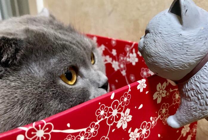 养了7年的英短猫咪突然腹水 妈妈说：不管花多少钱都要治(图1)