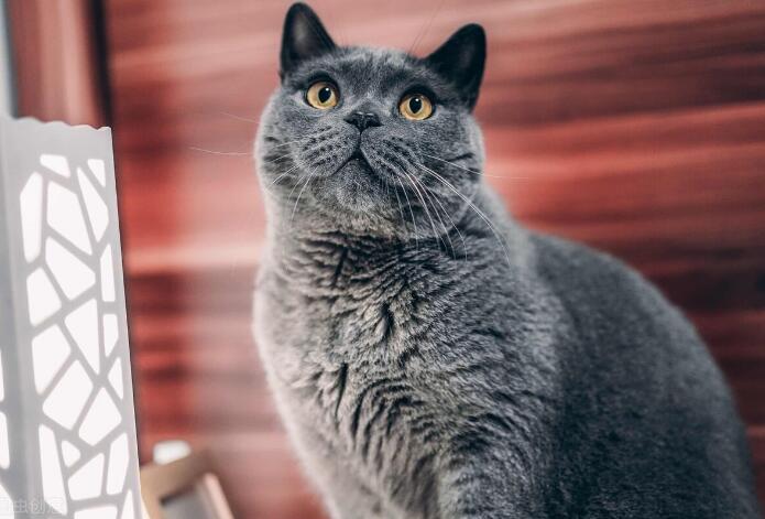 养了7年的英短猫咪突然腹水 妈妈说：不管花多少钱都要治(图2)