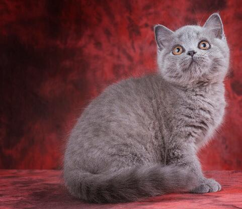 养了7年的英短猫咪突然腹水 妈妈说：不管花多少钱都要治(图3)