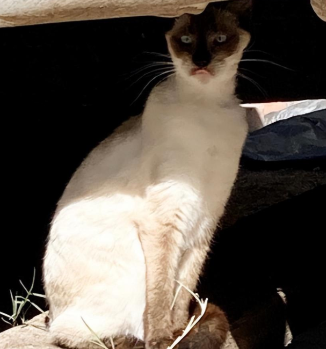 捡到一只斗鸡眼又香肠嘴的猫猫 养着养着…它是整容了吗？(图1)