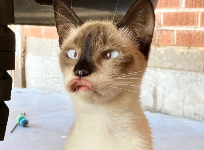 捡到一只斗鸡眼又香肠嘴的猫猫 养着养着…它是整容了吗？(图2)