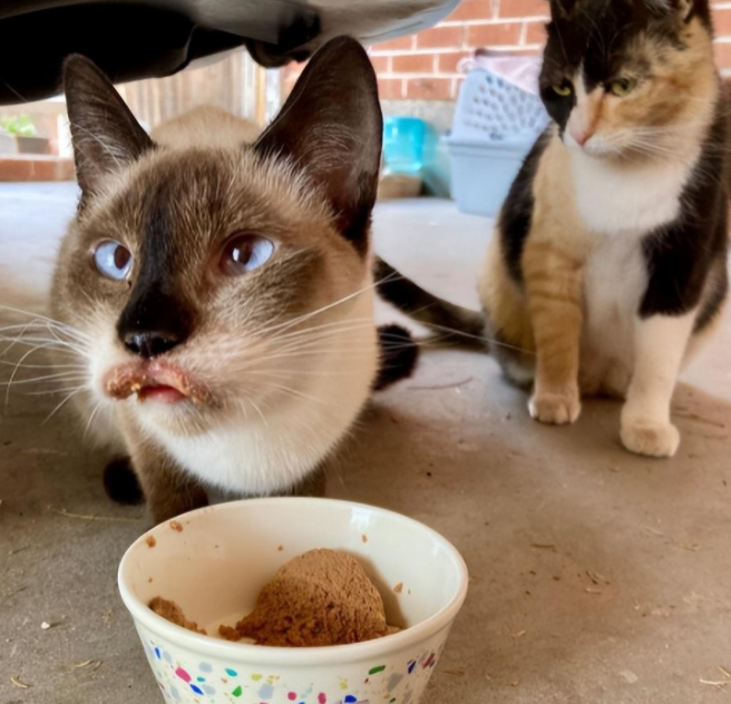 捡到一只斗鸡眼又香肠嘴的猫猫 养着养着…它是整容了吗？(图3)