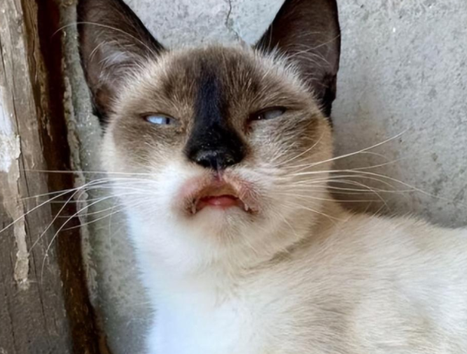 捡到一只斗鸡眼又香肠嘴的猫猫 养着养着…它是整容了吗？(图4)