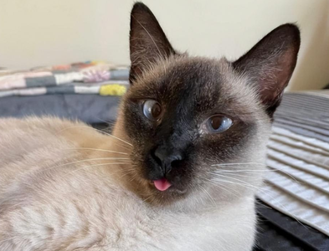 捡到一只斗鸡眼又香肠嘴的猫猫 养着养着…它是整容了吗？(图6)