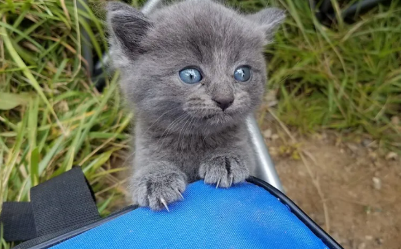 正在湖边垂钓 发现一只小猫要偷鱼吃 吃我的鱼就是我的猫了(图1)