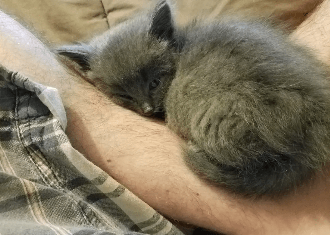 正在湖边垂钓 发现一只小猫要偷鱼吃 吃我的鱼就是我的猫了(图3)