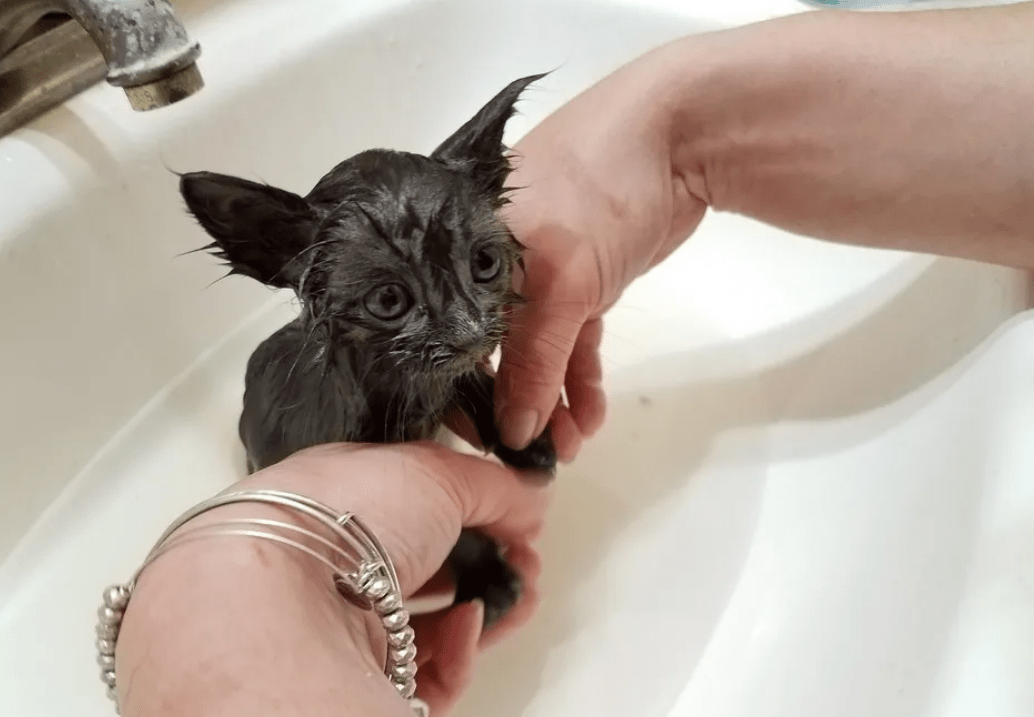 正在湖边垂钓 发现一只小猫要偷鱼吃 吃我的鱼就是我的猫了(图5)