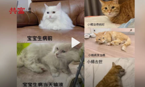 近百只猫咪疑因食用猫粮后死亡！涉事品牌道歉：未找到相关原因 并表示救猫是目前第一要务(图1)