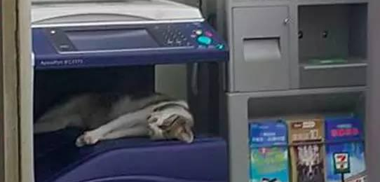 流浪猫进便利商店 | 请不要驱驱赶！恶劣天气 流浪猫狗栖身便利店 好心店员关爱有加(图1)