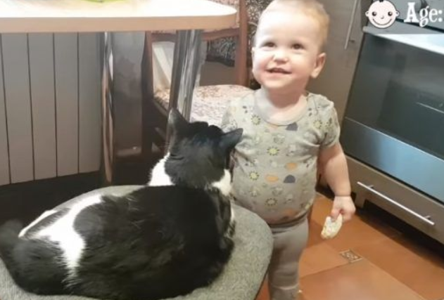 亲猫狂 人类弟弟超爱他的猫哥哥(图1)