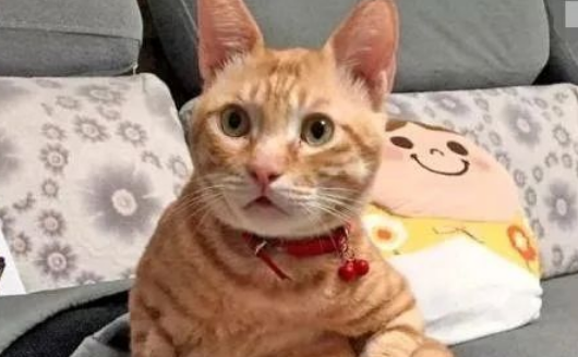 家里新来一只兔子 一进门就给橘猫来了个拥抱 橘猫却一脸的懵逼(图1)