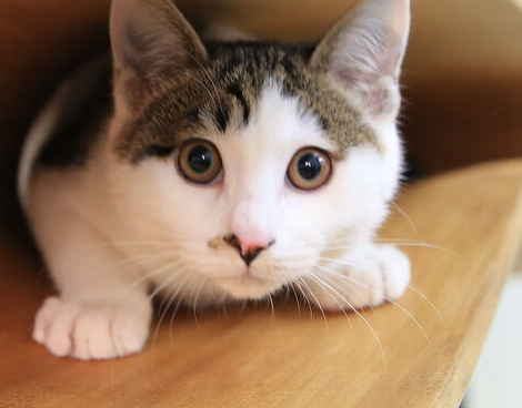 国内惊现猫桌 从此就和猫咪一起愉快工作(图1)