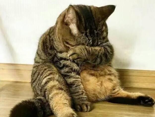 猫咪难过时真的会哭吗？爱哭猫的背后 你要关注的不只是情绪(图1)