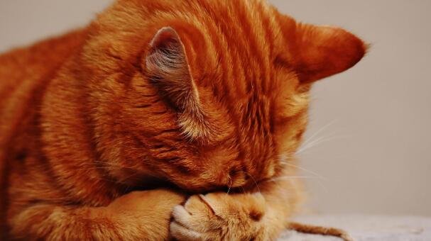 猫咪难过时真的会哭吗？爱哭猫的背后 你要关注的不只是情绪(图3)