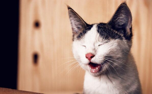 猫咪难过时真的会哭吗？爱哭猫的背后 你要关注的不只是情绪(图4)