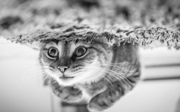 猫咪难过时真的会哭吗？爱哭猫的背后 你要关注的不只是情绪(图5)