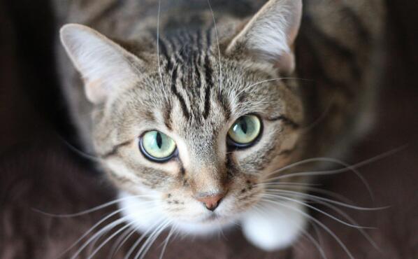 猫咪难过时真的会哭吗？爱哭猫的背后 你要关注的不只是情绪(图6)