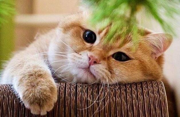 猫咪难过时真的会哭吗？爱哭猫的背后 你要关注的不只是情绪(图7)