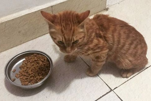 小猫被倒吊撞铁椅 只因他不乖(图2)