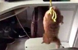 小猫被倒吊撞铁椅 只因他不乖(图1)