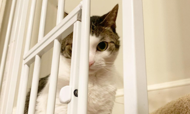 猫偏爱男友 小姐姐为赢得它的心 找到一个100%吸猫方法(图1)