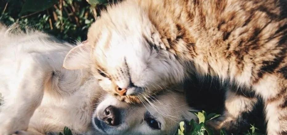 山东日照市允许带狗带猫带宠物进入的友好景区《宠物友好地图》(图1)