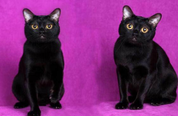 玄猫和孟买猫什么区别 | 孟买猫和玄猫区别在哪？(图1)