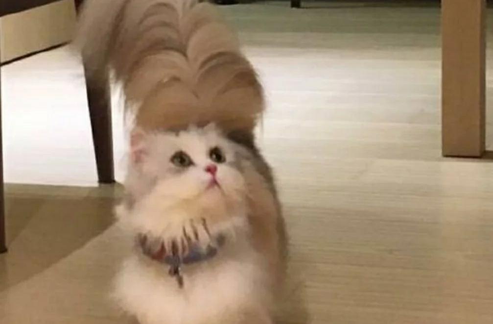 女主人网上晒自家猫主子 猫尾巴却成为亮点 网友：猫毛掸子！(图1)