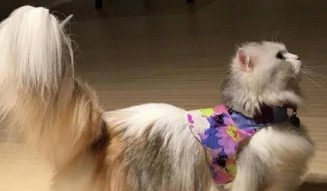 女主人网上晒自家猫主子 猫尾巴却成为亮点 网友：猫毛掸子！(图2)