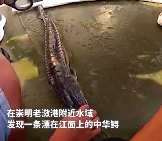 上海崇明水域发现一野生中华鲟 这条“水中大熊猫”已腐烂发臭(图1)