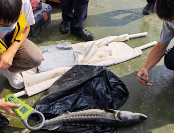 上海崇明水域发现一野生中华鲟 这条“水中大熊猫”已腐烂发臭(图2)