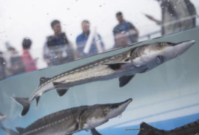 上海崇明水域发现一野生中华鲟 这条“水中大熊猫”已腐烂发臭(图3)