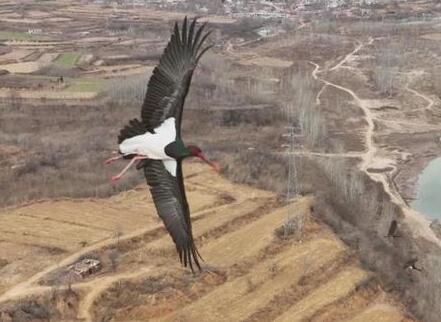 “鸟中大熊猫”黑鹳飞临石家庄冶河湿地(图1)