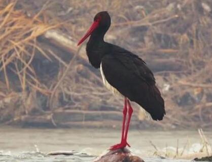 “鸟中大熊猫”黑鹳飞临石家庄冶河湿地(图2)