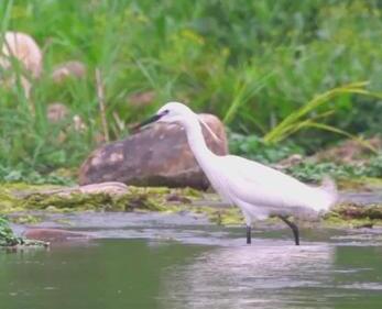 “鸟中大熊猫”黑鹳飞临石家庄冶河湿地(图4)