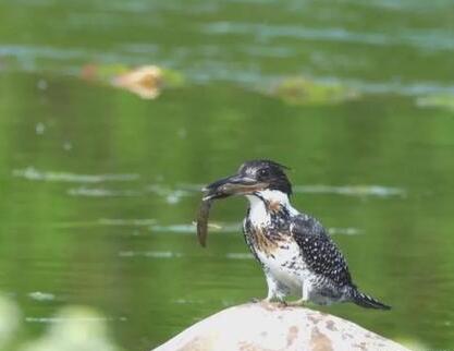 “鸟中大熊猫”黑鹳飞临石家庄冶河湿地(图3)