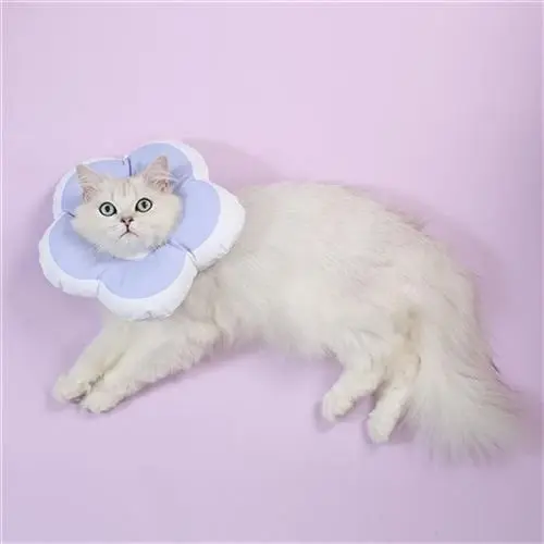 给家里的猫绝育后 它就这样躺在窝里 眼神不忍直视(图2)