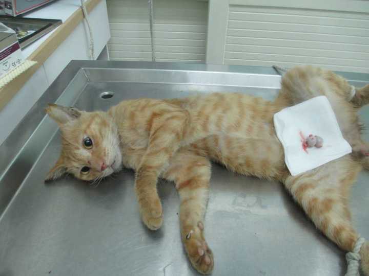 给家里的猫绝育后 它就这样躺在窝里 眼神不忍直视(图1)