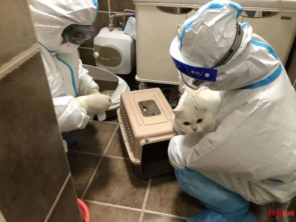 主人被隔离 防疫人员带罐头给猫咪验核酸 央视网评“宠物被扑杀”：别拿别人宠物当畜生(图4)