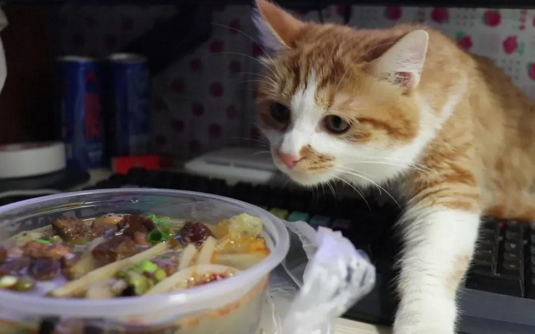 猫主子为何对食物做出埋屎动作 难道真的有这么嫌弃吗(图1)