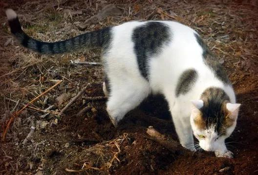 猫主子为何对食物做出埋屎动作 难道真的有这么嫌弃吗(图3)