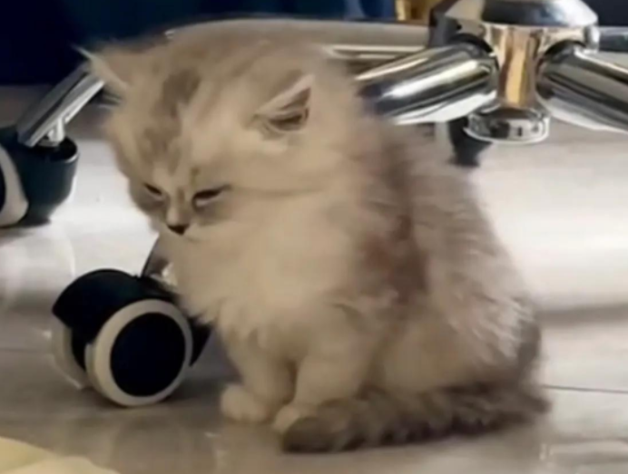 猫咪实在太困！坐着睡着全过程网友直呼实在太可爱了(图1)