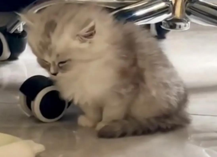 猫咪实在太困！坐着睡着全过程网友直呼实在太可爱了(图2)