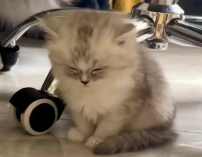 猫咪实在太困！坐着睡着全过程网友直呼实在太可爱了(图3)