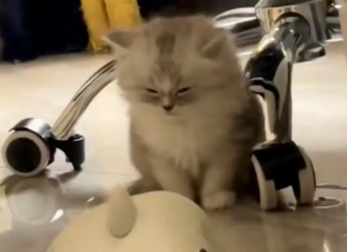 猫咪实在太困！坐着睡着全过程网友直呼实在太可爱了(图4)