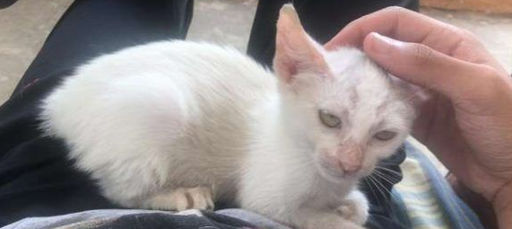 小猫擅躺人家肚子上睡得超香 醒来就拥有一个家了(图1)