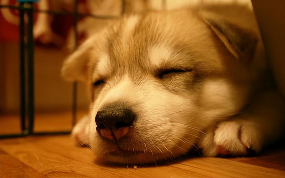 幼犬怎么养？这六招 教你怎么养好狗（幼狗该怎么养）(图2)