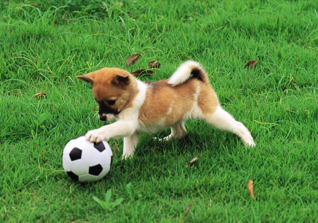 幼犬怎么养？这六招 教你怎么养好狗（幼狗该怎么养）(图3)