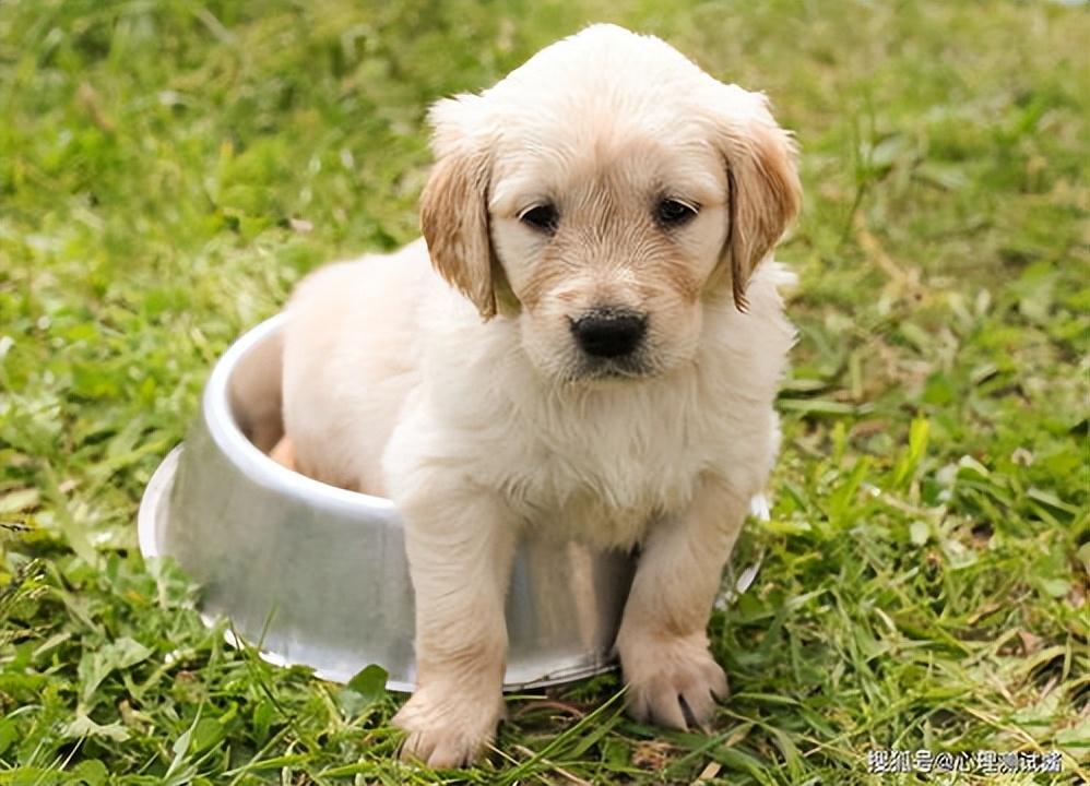 幼犬怎么养？这六招 教你怎么养好狗（幼狗该怎么养）(图5)