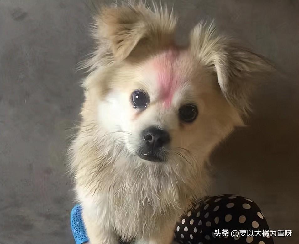 狗狗吃剩饭剩菜好还是吃狗粮好？大家都喂狗吃什么？（剩菜剩饭给狗吃算浪费吗）(图2)